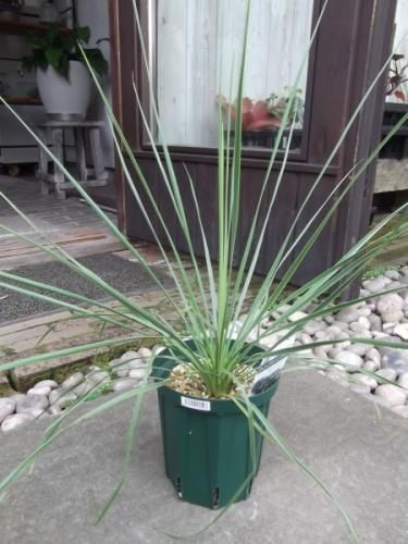 ユッカ・トンプソニアナ 5号 - 植物と暮らす m-plant ユッカ・トンプソニアナ 5号 - 植物と暮らす m-plant