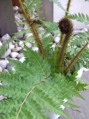 木生シダ ヘゴ 植物と暮らす M Plant