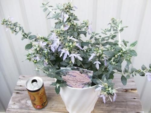 ツリージャーマンダー アイスキューブ 植物と暮らす M Plant ツリージャーマンダー アイスキューブ 植物と暮らす M Plant