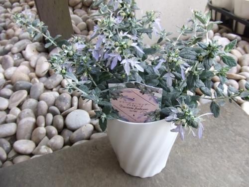 ツリージャーマンダー アイスキューブ 植物と暮らす M Plant ツリージャーマンダー アイスキューブ 植物と暮らす M Plant