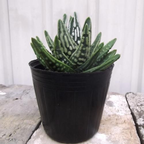 天使の涙 植物と暮らす M Plant 天使の涙 植物と暮らす M Plant