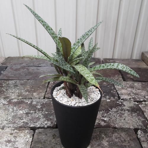 レデボウレア ソシアリス ビオラセア 豹紋 寄せ植え 抜き苗 観葉植物