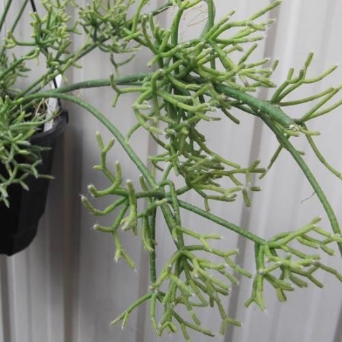 リプサリス ケレウスクラ ハワース 7号 植物と暮らす M Plant リプサリス ケレウスクラ ハワース 7号 植物と暮らす M Plant