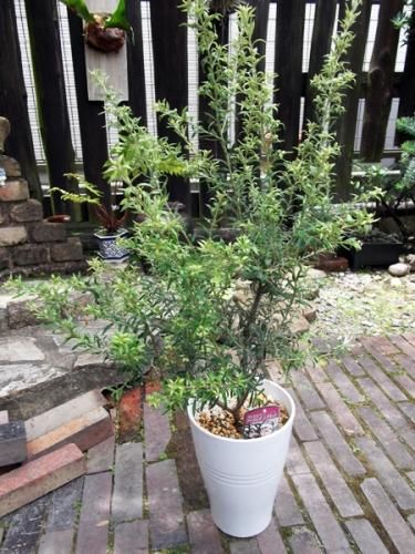 グレビレア・プーリンダ シグネット 5.5号 - 植物と暮らす m-plant