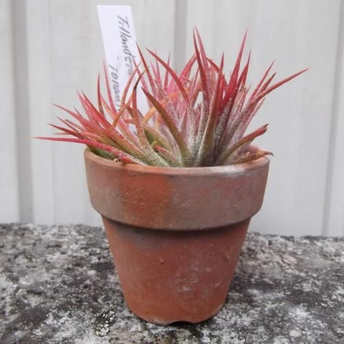チランジア イオナンタ 植物と暮らす M Plant チランジア イオナンタ 植物と暮らす M Plant