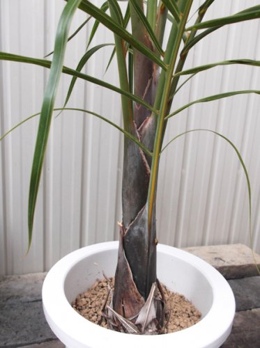 トックリヤシモドキ ７号 - 植物と暮らす m-plant