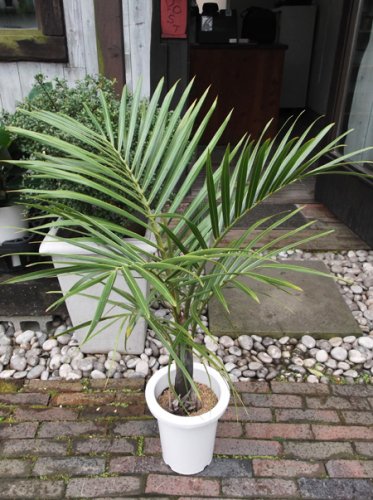 トックリヤシモドキ ７号 - 植物と暮らす m-plant