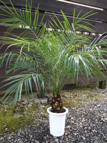 フェニックス・ロベレニー ７号 - 植物と暮らす m-plant