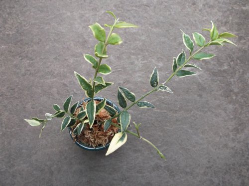 ホヤ・ベラ（セブンスター） 斑入り - 植物と暮らす m-plant
