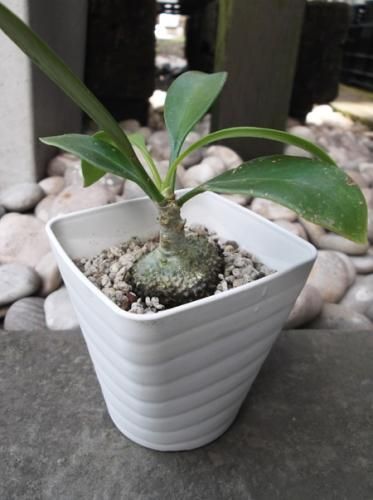 ミルメコディア ベッカリー 植物と暮らす M Plant ミルメコディア ベッカリー 植物と暮らす M Plant