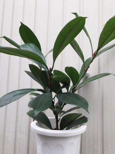 フィカス・キアティスティプラ ７号 - 植物と暮らす m-plant