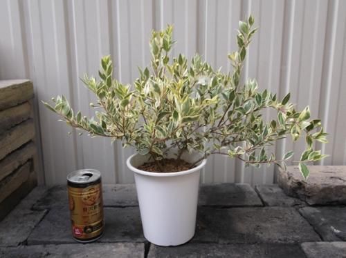 ギンバイカ 銀梅花 斑入り 植物と暮らす M Plant ギンバイカ 銀梅花 斑入り 植物と暮らす M Plant