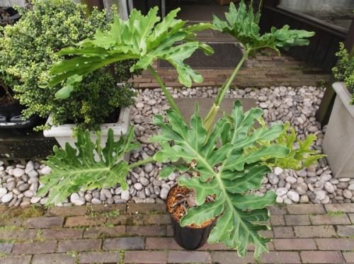 セローム 8号 - 植物と暮らす m-plant