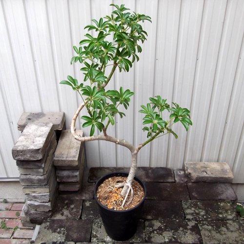 シェフレラ アルボリコラ コンパクタ ８号曲げ幹 植物と暮らす M Plant
