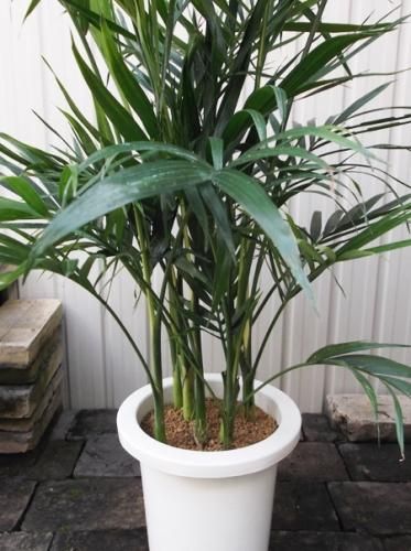 メキシコケンチャ 7号 - 植物と暮らす m-plant