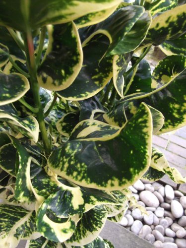 クロトン スーパーペトラ 植物と暮らす M Plant