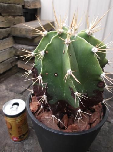 サボテン　般若　ハンニャ 般若（ハンニャ）5号 - 植物と暮らす m-plant