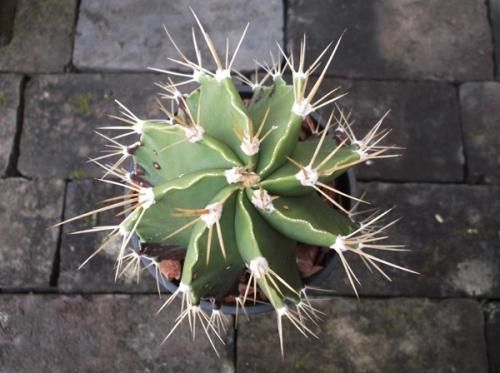 サボテン　般若　ハンニャ 般若（ハンニャ）5号 - 植物と暮らす m-plant