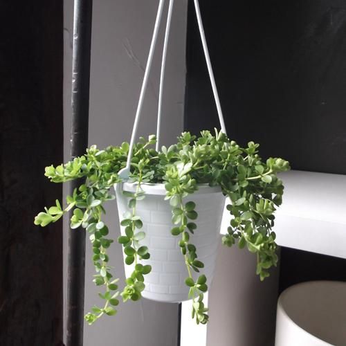 ペペロミア イザベラ 吊り 植物と暮らす M Plant ペペロミア イザベラ 吊り 植物と暮らす M Plant