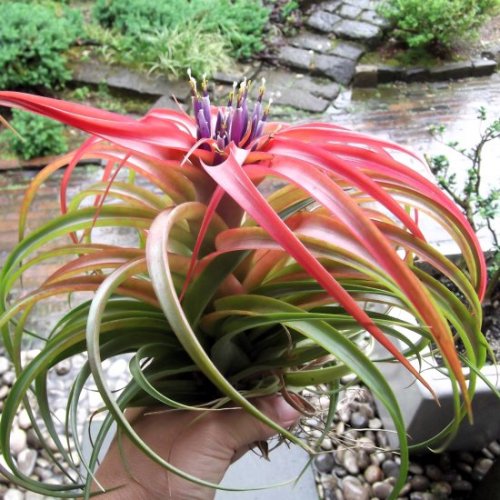 チランジア・ブラキカウロス（紅葉） - 植物と暮らす m-plant