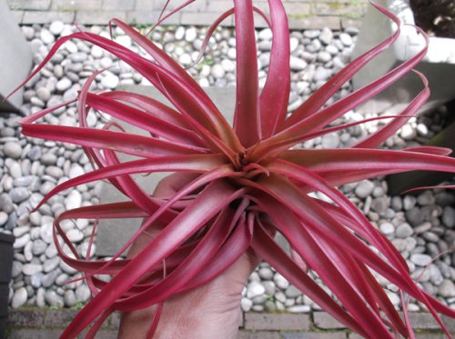チランジア ブラキカウロス 紅葉 植物と暮らす M Plant