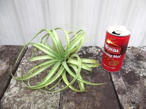 チランジア ブラキカウロス 紅葉 植物と暮らす M Plant チランジア ブラキカウロス 紅葉 植物と暮らす M Plant