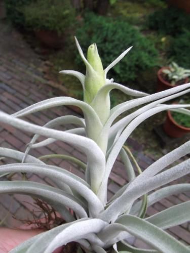 M*s様 現物　チランジア・ハリシー ＸＬ　花付き チランジア・ハリシー L 花付き - 植物と暮らす m-plant