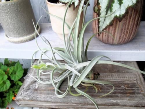 M*s様 現物　チランジア・ハリシー ＸＬ　花付き チランジア・ハリシー L 花付き - 植物と暮らす m-plant