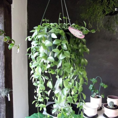 ディスキディア・ベンガレンシス 吊り　５号 - 植物と暮らす　m-plant