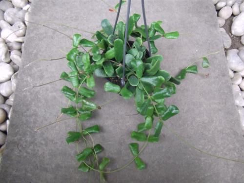 ホヤ・ロツンディフォリア 吊り 4号 - 植物と暮らす m-plant