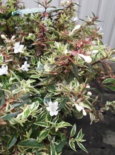 アベリア コンフェッティ 5号 植物と暮らす M Plant アベリア コンフェッティ 5号 植物と暮らす M Plant