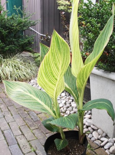 ＩＴＡＮＳＥ 赤 カンナ ベンガルタイガー 3.5号 1個売り 品種で選べる花苗・球根植物 学名 Canna generalis