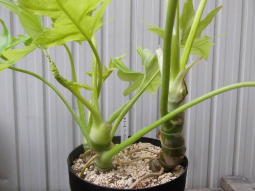 セローム・ゴールドリーフ 6.5号 - 植物と暮らす m-plant