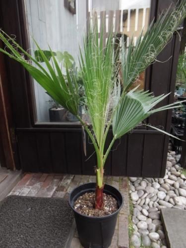 ワシントニア・ロブスタ 7号 - 植物と暮らす m-plant