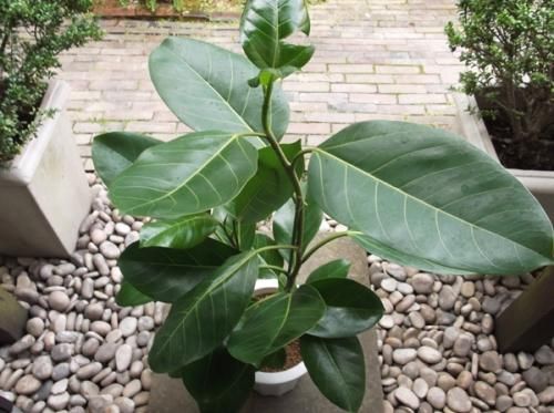 フィカス・ワーブ 8号 - 植物と暮らす m-plant