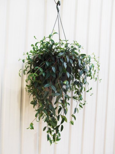 コドナンテ・クラシフォリア 吊り - 植物と暮らす m-plant