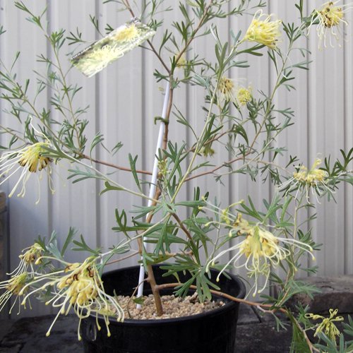 グレビレア・レモンシュプリーム ６号 - 植物と暮らす m-plant