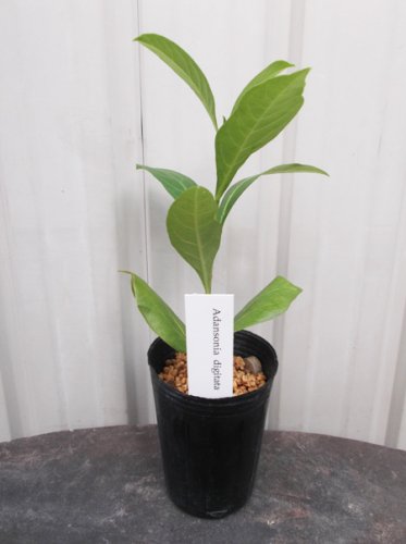 バオバブの木（アダンソニア・ディギタータ） - 植物と暮らす m-plant
