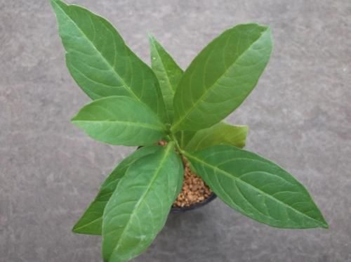 バオバブの木（アダンソニア・ディギタータ） - 植物と暮らす m