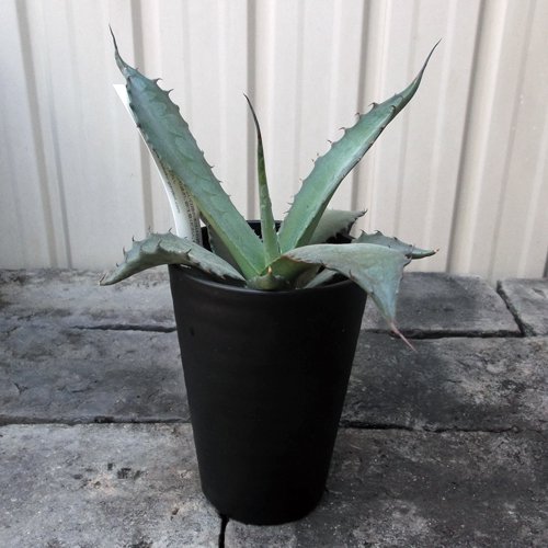 アガベ・サルミアナ・クラッシスピナ - 植物と暮らす m-plant