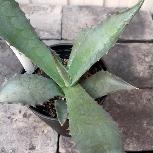 アガベ サルミアナ クラッシスピナ 植物と暮らす M Plant