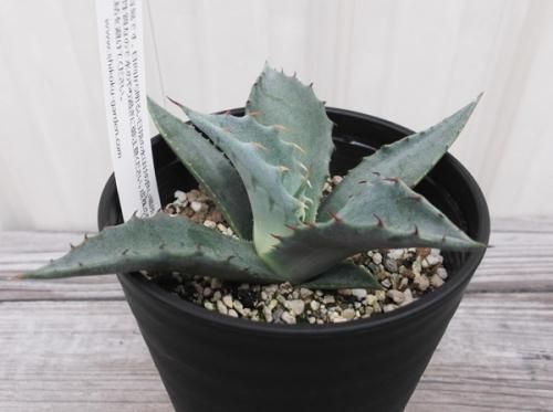 アガベ　サルミアナフェロックス　越冬済み アガベ・サルミアナ 'フェロックス'｜Agave salmiana var.ferox