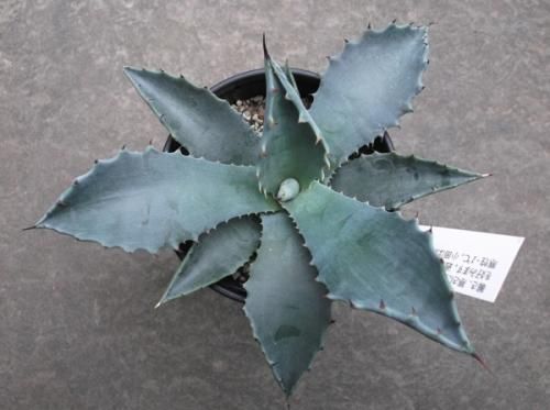 植トレ🌵 | アガベ、テマカプリネンシス 、 デカくなるとこんな