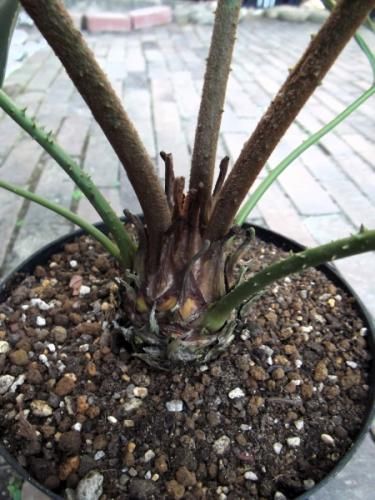 ザミア・フルフラセア 6号 - 植物と暮らす m-plant