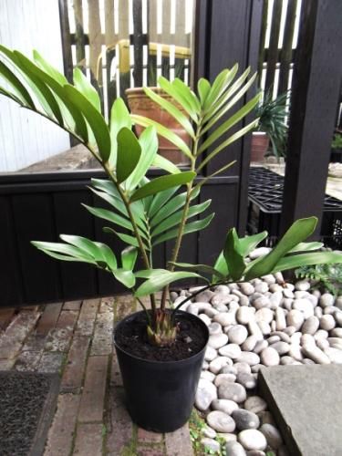 観葉植物 ザミア ６号鉢 ザミア フロリダーナ 6号鉢 お買い得 誕生日 風水 観葉植物 ギフト