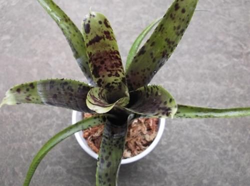 ネオレゲリア パウシフローラ 植物と暮らす M Plant ネオレゲリア パウシフローラ 植物と暮らす M Plant
