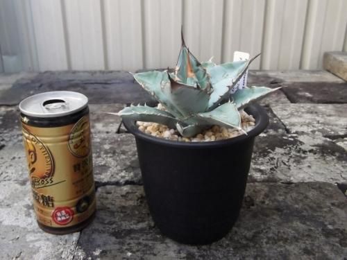 アガベ・チタノタ・ブルー 3.5号 - 植物と暮らす m-plant