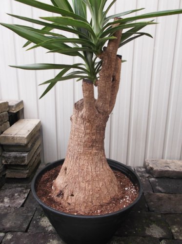 ユッカ・エレファンティペス・エルミラ 10号 - 植物と暮らす m-plant