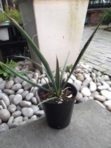 ユッカ・カルネロサーナ 4号 - 植物と暮らす m-plant