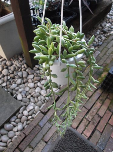 アーモンドネックレス 吊り 植物と暮らす M Plant